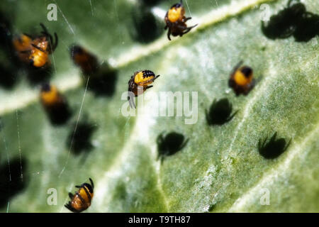 Juvenile orb-weaving spiders on a web Stock Photo