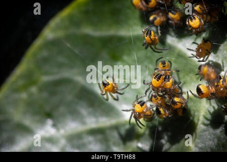 Juvenile orb-weaving spiders on a web Stock Photo