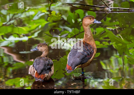 Lesser whistling duck / Indian whistling duck / lesser whistling teal (Dendrocygna javanica) couple, native to Indian subcontinent and Southeast Asia Stock Photo