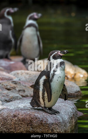 Humboldt penguins (Spheniscus humboldti) on rocky beach, South American penguin native to North Chile Stock Photo
