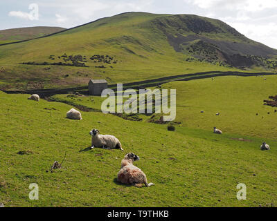 scattered sheep lazing in full sun in grassy field with old stone barn and dry-stone walls in hilly landscape in Cumbria, England, UK Stock Photo