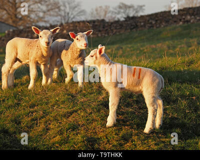 Three curious Spring lambs pose for the camera in sunlit hilly grass field Cumbria,England,UK Stock Photo