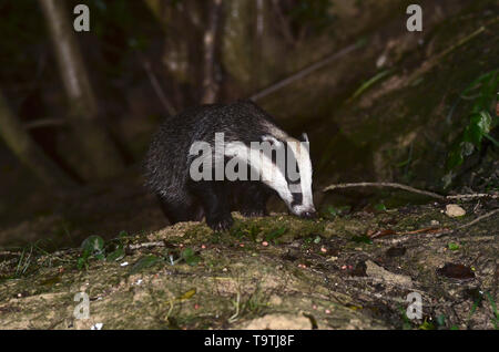 badger meles meles Dorset UK Stock Photo