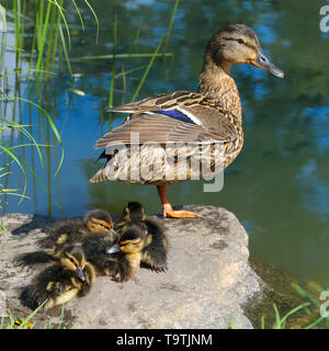 The female mallard (Anas platyrhynchos) and his four ducklings are resting next to the pond in summer day. Stock Photo