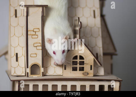 White rat in a wooden house. Mouse Palace. Rodent sitting on the roof. Stock Photo