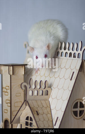 The Concept Of King Kong. Rat sitting on the roof of a small house. White mouse in a wooden castle. Stock Photo