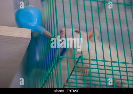 The concept of thirst. Rat drinking water. The mouse reaches for the drinking bowl. Rodent sits in a cage and drinks. Stock Photo