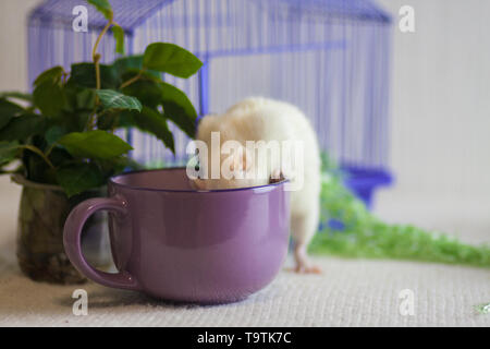 The concept of cooking. Rat in the Cup. Mouse try the food. Rodent in the plate. Stock Photo