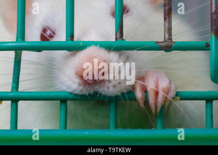 Prison concept The rat sits in a cage. The mouse nibbles the grill. Stock Photo