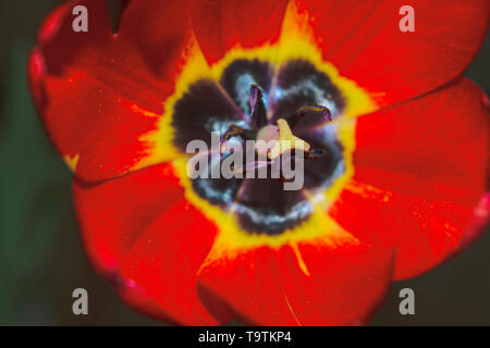 Top closeup macro of red tulip blossom with yellow ovary, black petals, stamina, black pollen grains, stigma and veins on the leaves in the sun light. Stock Photo