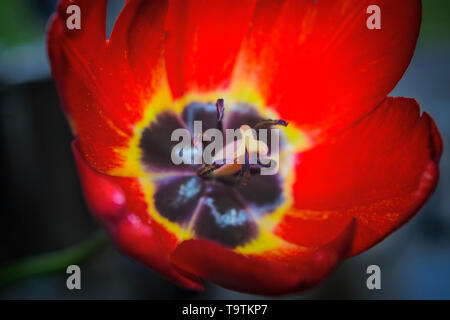 Top closeup macro of red tulip blossom with yellow ovary, black petals, stamina, black pollen grains, stigma and veins on the leaves in the sun light. Stock Photo