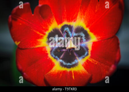 Top closeup macro of red tulip blossom with yellow ovary, black petals, stamina, black pollen grains, stigma and veins on the leaves in the sun light. Stock Photo