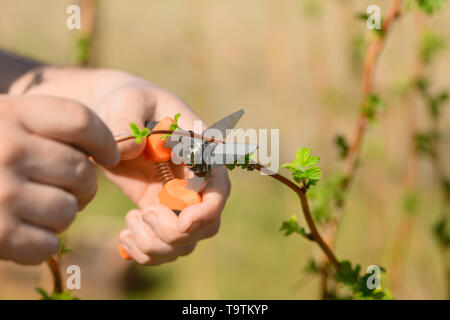Caucasian man is holding the orange garden scissors in his hands and trimming the young raspberry bush (Rubus idaeus), close-up. Stock Photo