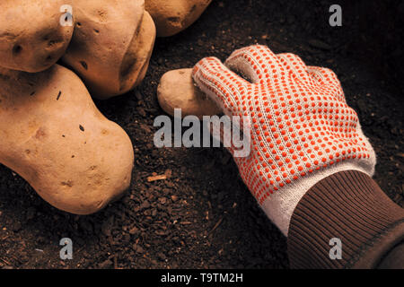 Farmer picking organic homegrown potato tuber from pile of freshly harvested rhizome in vegetable garden Stock Photo