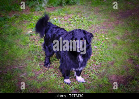 Black mongrel dog in the grass. Portrait of a black mongrel dog walking on the lawn. Stock Photo