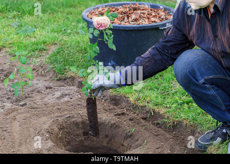 Gardener plants a rose bush in a dug hole Stock Photo