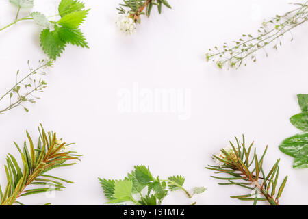 Medicinal herbs, wild rosemary, nettle, plantain, shepherd's purse, on a white background Stock Photo