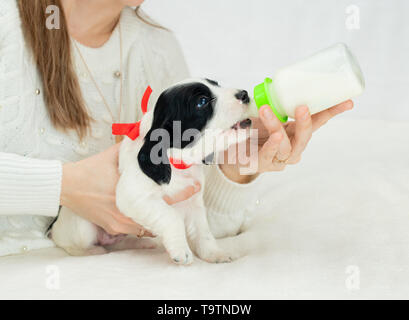 The Caucasian woman is feeding her little puppy with the plastic bottle of milk in indoor. Stock Photo