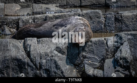 Australian Fur Seals, Bruny Island, Tasmania Stock Photo