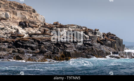 Australian Fur Seals, Bruny Island, Tasmania Stock Photo