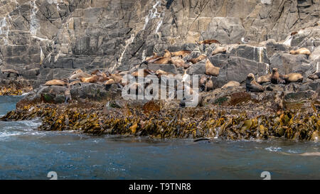 Australian Fur Seals, Bruny Island, Tasmania Stock Photo