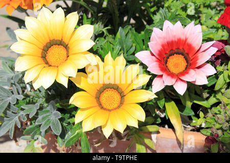 Treasure Flower a.k.a. Gazanias ( variety New Day Pink Shades on r.h.s.) in Sant Jordi, Mallorca, Spain Stock Photo