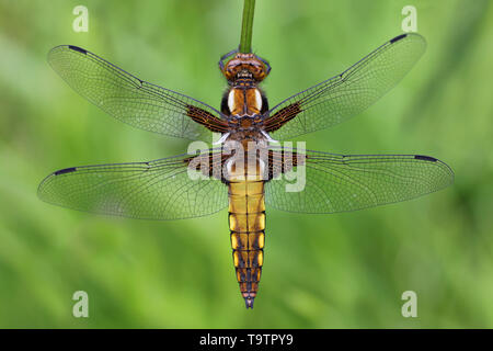 Female Broad Bodied Chaser dragonfly (Libellula depressa) at RSPB Ynys Hir Reserve, Wales Stock Photo