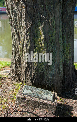 Plaque in front of White Willow (Salix alba) planted by Robert Iliffe. River Cam, Cambridge Stock Photo