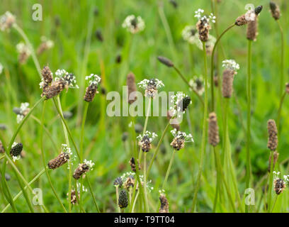 Ribwort Plantain (Plantago lanceolata) in flower Stock Photo