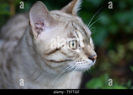 Snow Bengal cat Stock Photo