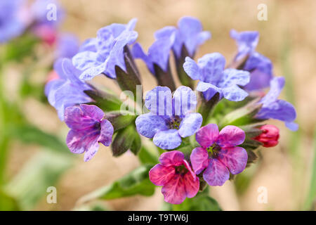 Pink-blue spring flowers of the lungwort (Pulmonaria) in the spring forest. The first spring flowers, medicinal plant. Stock Photo