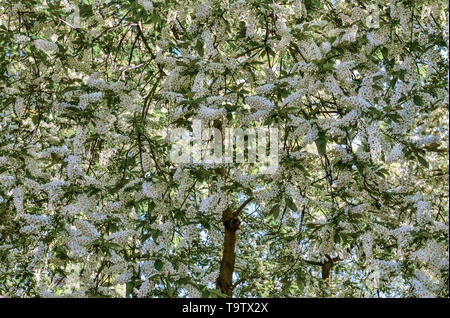 Delicate fragrant white inflorescences of flowering bird cherry tree (Prunus padus) floral background - beauty of spring nature Stock Photo