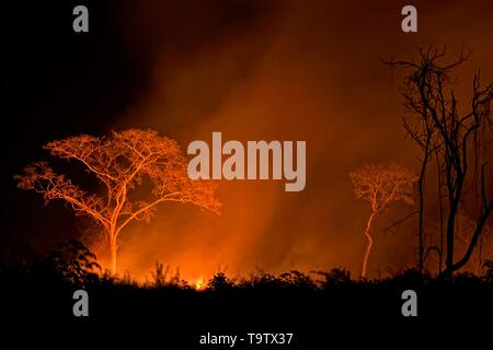 Burning jungle, Orange walk district, Belize Stock Photo