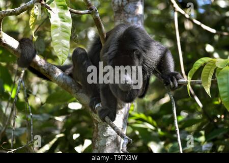Black Howler Monkey (Alouatta pigra) in tree, captive, Belize district, Belize Stock Photo