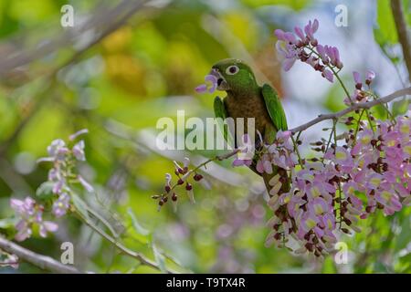 Olive-throated Parakeet (Eupsittula nana) eating flowers from a Gliricidia tree (Gliricidia Sepium), Belize district, Belize Stock Photo