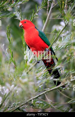 Australian king parrot (Alisterus scapularis), adult, feeding on tree, Long Beach, New South Wales, Australia Stock Photo