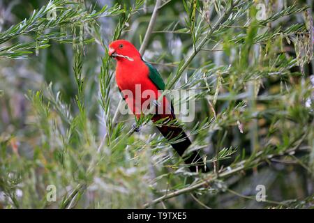 Australian king parrot (Alisterus scapularis), adult, feeding on tree, Long Beach, New South Wales, Australia Stock Photo