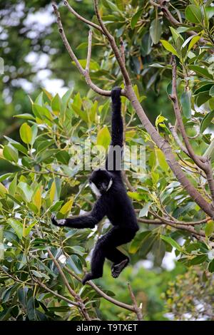 Northern white-cheeked gibbon (Nomascus leucogenys), adult, male hangs in tree, captive, Adelaide, South Australia, Australia Stock Photo