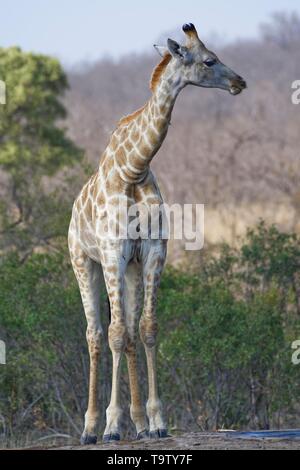 South African giraffe (Giraffa camelopardalis giraffa), young male animal standing at a waterhole, Kruger National Park, South Africa Stock Photo