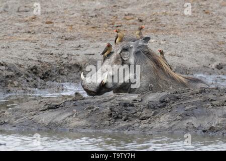 Common warthog (Phacochoerus africanus), adult taking a mud bath at a waterhole with four red-billed oxpeckers (Buphagus erythrorhynchus) resting on Stock Photo