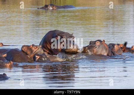 Hippopotamuses (Hippopotamus amphibius), herd with young hippos, bathing, piled one on the other, with an African jacana (Actophilornis africanus) Stock Photo