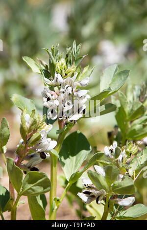 Flowering broad beans - Vicia faba - on a sunny day in spring. Stock Photo