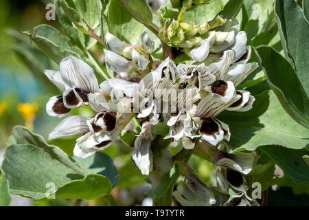 Close-up of flowering broad beans - Vicia faba - on a sunny day in spring. Stock Photo