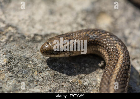 Lined Snake (Tropidoclonion lineatum) from Chase County, Kansas, USA. Stock Photo