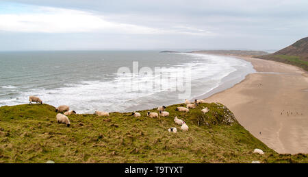 Sheep grazing on the cliff tops above the beach at Rhossili on Gower Peninsula. Waves are breaking on the shore in the distance. AONB. Wales, UK. Stock Photo