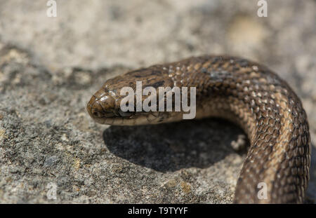 Lined Snake (Tropidoclonion lineatum) from Chase County, Kansas, USA. Stock Photo