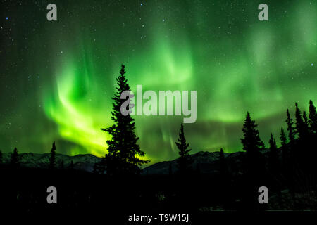 North America; Unites States; Alaska; Nenana River Valley; Mount Healy in left Background; Winter Night sky; Phenomena; Northern Lights; Aurora Boreal Stock Photo