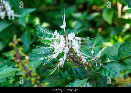 Cat's whiskers (Orthosiphon aristatus) white flowers - Florida, USA Stock Photo