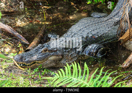 American alligator (Alligator mississippiensis) lying in pond, captive animal - Florida, USA Stock Photo