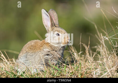 rabbit hare while looking at you on grass background Stock Photo
